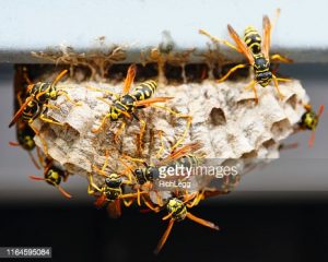 gettyimages-1164595084-170667a.jpg