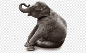 11-10-20-png-clipart-chair-graphy-bench-elephant-sitting-cute-elephant-mammal-furniture.png